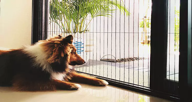 Sliding Screen Pet Door Repair in Palm Coast, FL
