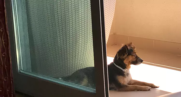 French Door Pet Screen Repair in Palm Coast, FL